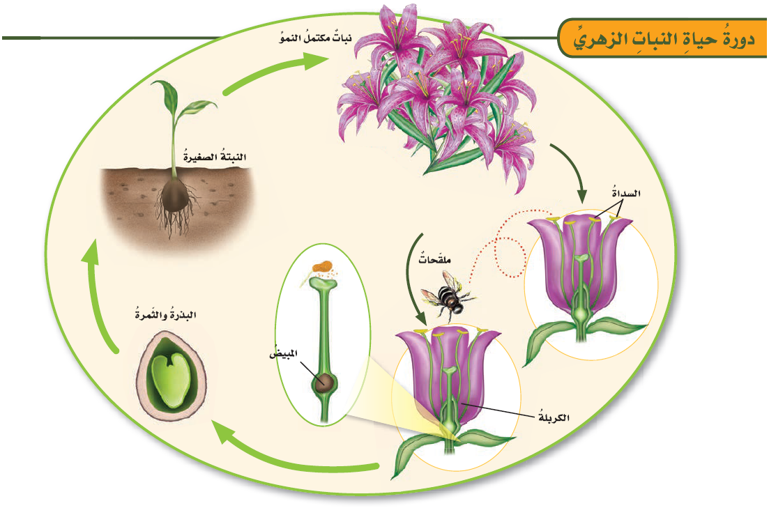 دورة حياة النباتات الزهرية